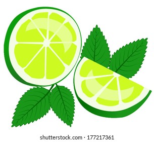 Lime fruits with mint leaves. vector art image eps10, isolated on white background