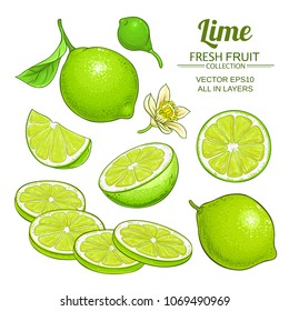 lime fruits vector set