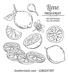 lime fruits vector set on white background