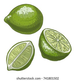 Lime. Full color realistic sketch vector illustration. Hand drawn painted illustration.