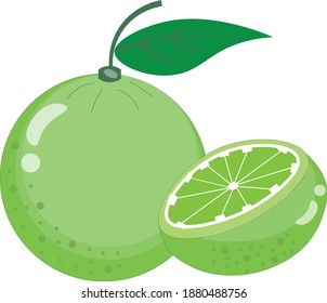 Fruta verde limón imagen vectorial completa y en lona