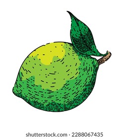 fruta verde lima dibujada a mano. corte de cítricos, mitad de limón, jugo de corte, conjunto de cuña, boceto vectorial de frutos verdes del vector de alimento. ilustración de color aislado