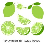 Lime with green leaves, slice citrus isolated on white background. Tropical fruits. Raw and vegetarian food. Vector illustration.