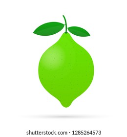 Lime with green leaves, slice citrus isolated on white background. Vector stock illustration.