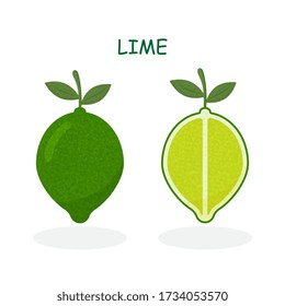 Lime with green leaves, slice citrus isolated on white background. Tropical fruits. Raw and vegetarian food. Vector illustration.