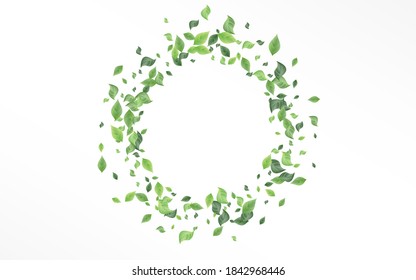 Lime Greenery Abstract Vector White Background Brochure. Herbal Foliage Pattern. Mint Leaf Tea Backdrop. Leaves Spring Branch.