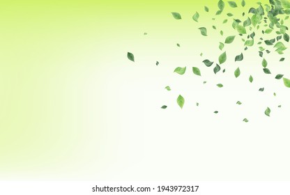Lime Greenery Fly Vector Green Background Banner. Blur Leaf Pattern. Forest Leaves Fresh Concept. Foliage Tree Poster.