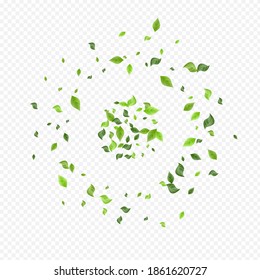 Lime Greenery Herbal Vector Transparent Background Design. Realistic Foliage Border. Olive Leaf Tea Concept. Leaves Nature Branch.