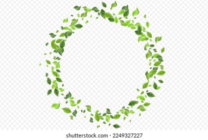 Lime Greenery Organic Vector Transparent Background Brochure. Forest Leaves Template. Green Leaf Wind Branch. Foliage Herbal Backdrop.