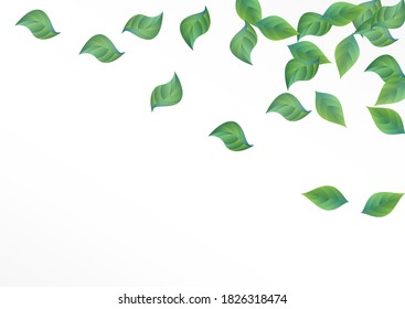 Lime Greenery Realistic Vector White Background Backdrop. Tree Foliage Border. Green Leaves Herbal Poster. Leaf Motion Concept.