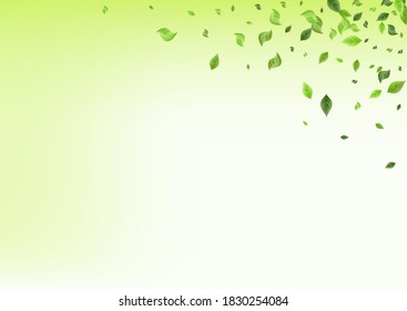 Lime Greenery Swirl Vector Green Background Banner. Fresh Leaves Design. Swamp Foliage Tree Illustration. Leaf Realistic Plant.