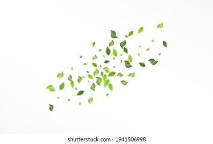 Lime Greenery Tree Vector White Background Plant. Ecology Leaf Border. Grassy Foliage Spring Pattern. Leaves Herbal Design.