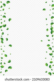 Lime Greens Abstract Vector Transparent Background. Organic Foliage Plant. Green Leaves Wind Banner. Leaf Realistic Branch.