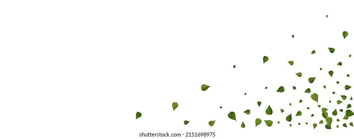 Lime Greens Ecology Vector Panoramic White Background Plant. Realistic Leaf Border. Olive Foliage Abstract Concept. Leaves Fresh Illustration.