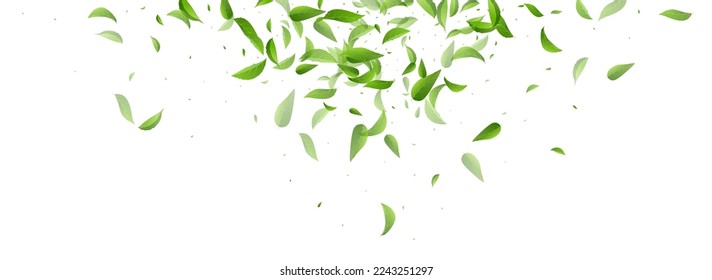 Lime Greens Ecology Vector Panoramic White Background Branch. Organic Leaf Backdrop. Swamp Leaves Fresh Poster. Foliage Spring Pattern.
