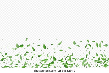 Lime Greens Ecology Vector Transparent Background Design. Nature Foliage Pattern. Olive Leaves Swirl Illustration. Leaf Forest Plant.