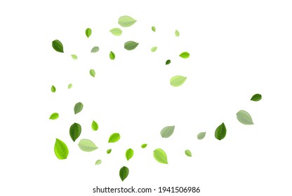 Lime Greens Falling Vector Template. Tea Leaf Poster. Green Foliage Realistic Backdrop. Leaves Blur Concept.