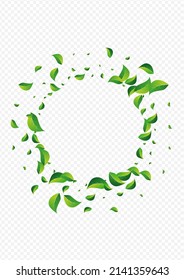 Lime Greens Fly Vector Transparent Background. Transparent Foliage Template. Olive Leaf Motion Border. Leaves Nature Plant.