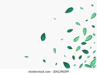 Lime Greens Flying Vector Transparent Background Illustration. Transparent Leaves Background. Grassy Foliage Fresh Poster. Leaf Falling Template.