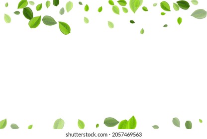 Lime Greens Forest Vector Wallpaper. Tree Leaves Concept. Forest Leaf Motion Design. Foliage Herbal Border.