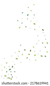 Lime Greens Forest Vector White Background. Fly Leaf Concept. Forest Foliage Realistic Brochure. Leaves Spring Template.