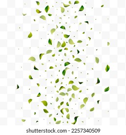 Lime Greens Forest White Transparent Vector Background Design. Realistic Leaf Plant. Forest Foliage Transparent Branch. Leaves Falling Concept.