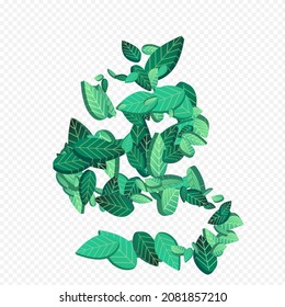 Lime Greens Fresh Vector Transparent Background Plant. Realistic Foliage Template. Olive Leaves Motion Wallpaper. Leaf Tree Branch.