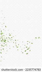 Lime Greens Fresh Vector Transparent Background Branch. Tree Foliage Wallpaper. Green Leaf Spring Template. Leaves Realistic Pattern.