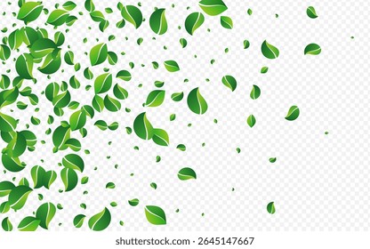 Lime Greens Herbal Vector Transparent Background. Falling Leaves Poster. Forest Leaf Ecology Brochure. Foliage Motion Border.