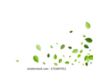 Lime Greens Motion Vector Concept. Tree Leaf Branch. Mint Leaves Herbal Poster. Foliage Abstract Border.