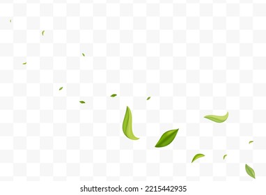Lime Greens Motion Vector Transparent Background Wallpaper. Fly Leaves Branch. Mint Leaf Tree Template. Foliage Flying Pattern.