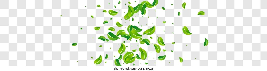 Lime Verdes La Naturaleza Vector Panorámico El Concepto De Fondo Transparente. Papel tapiz de hojas de herbolario. Patrón de desenfoque de hoja de color gris. Rama de primavera de follaje.