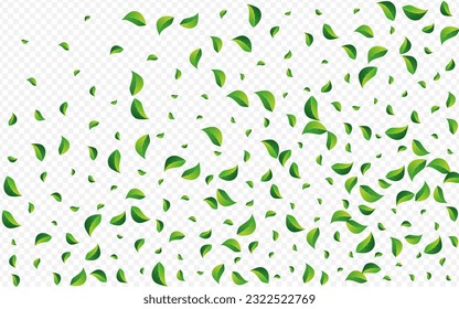Lime Verdes El Vector Orgánico Fondo Transparente. Resumen Deja Ilustración. Planta de hojas verdes. Plantilla de la naturaleza del follaje.