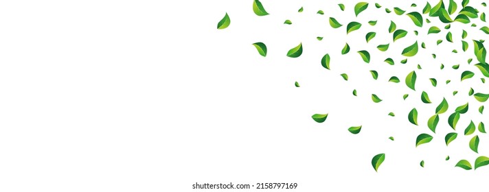 Vector De Primavera De Lime Verdes Fondo Panorámico Blanco. Planta De Hojas Eólicas. Folleto de árbol de follaje de hierba. Deja la rama orgánica.