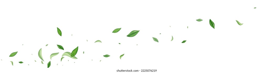 Lime Greens Spring Vector White Panoramic Background Brochure. Ecology Leaf Pattern. Mint Leaves Motion Branch. Foliage Wind Plant.