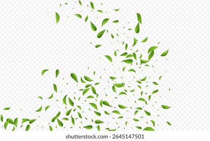 Lime Greens Swirl Vector Transparent Background Branch. Tea Leaf Template. Swamp Foliage Fresh Brochure. Leaves Transparent Concept.