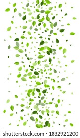Lime Greens Tea Vector Design. Wind Leaf Pattern. Mint Foliage Transparent Illustration. Leaves Spring Brochure.