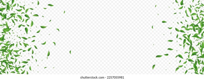 Lime Greens Tea Vector Panoramic Transparent Background Wallpaper. Nature Leaves Concept. Olive Foliage Falling Backdrop. Leaf Ecology Pattern.