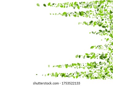 Papel tapiz de Lime Greens Tea Vector. Ilustración De La Hoja Desenfocada. Patrón De Volado De Foliage De Mint. Deja el concepto de ecología.