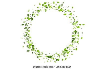 Lime Greens Transparent Vector Template. Herbal Leaf Concept. Grassy Leaves Falling Branch. Foliage Abstract Poster.