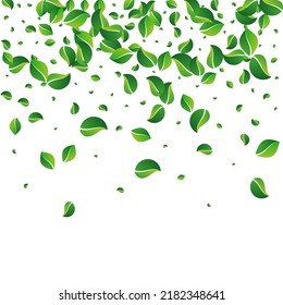 Lime Greens Transparent Vector White Background. Abstract Leaves Template. Forest Foliage Spring Backdrop. Leaf Blur Illustration.