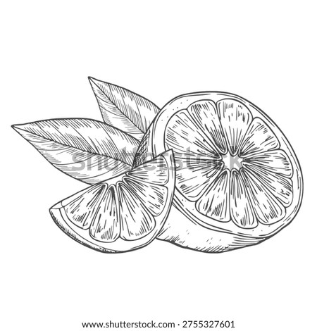 Lime half with leaves hand drawn isolated on white background. Sketch of lemon in section. Vector illustration