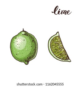 Lime hand drawn vector illustration. Lime slice.