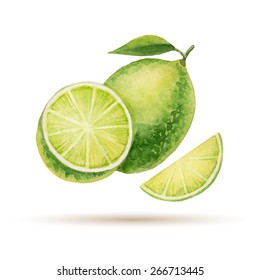 Lime  hand drawn watercolor, on a white background. Vector illustration.