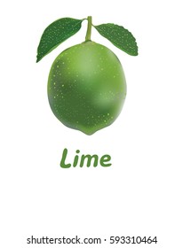 Lime isolated on white.Sticker with space for text.