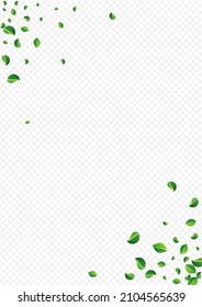 Lime Leaf Blur Vector Transparent Background. Tea Greens Backdrop. Swamp Leaves Forest Branch. Foliage Transparent Illustration.