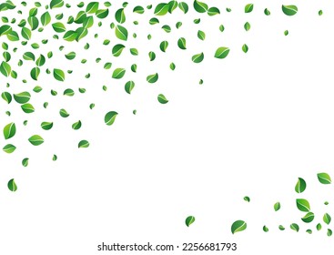 Lime Leaf Blur Vector White Background. Nature Foliage Branch. Green Greens Realistic Concept. Leaves Organic Brochure.