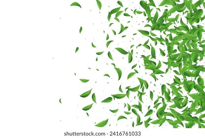 Lime Leaf Blur Vector White Background Wallpaper. Organic Leaves Brochure. Forest Foliage Transparent Backdrop. Greens Herbal Plant.