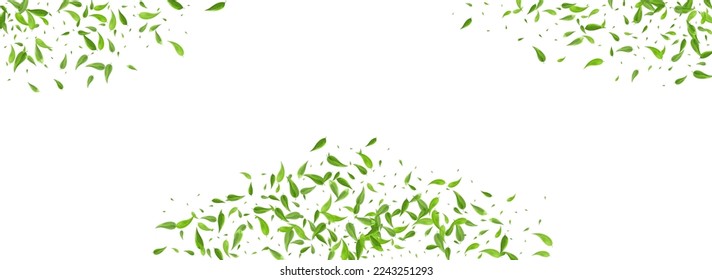 Lime Leaf Ecology Vector Panoramic White Background Template. Tree Foliage Wallpaper. Mint Leaves Abstract Poster. Greens Realistic Plant.