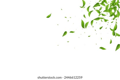 Lime Leaf Ecology Vector White Background Border. Tea Leaves Backdrop. Grassy Greens Transparent Plant. Foliage Flying Illustration.